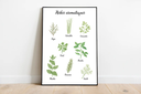 Affiche A3 "Herbes aromatiques" 